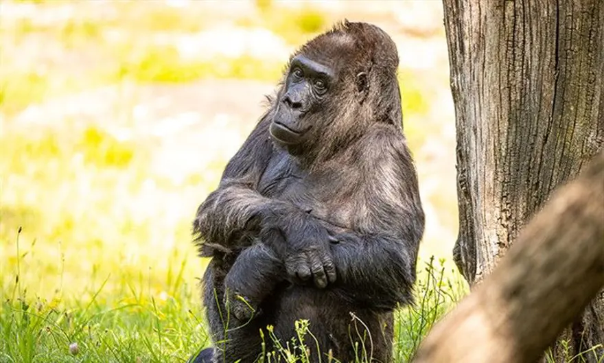Dünyanın en yaşlı gorili: Fatou, 68'inci yaşını kutladı 1