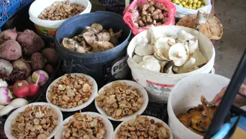 Ormandan kova kova topladı, pazarda satıyor: Talep çok, kilosu 400 lira