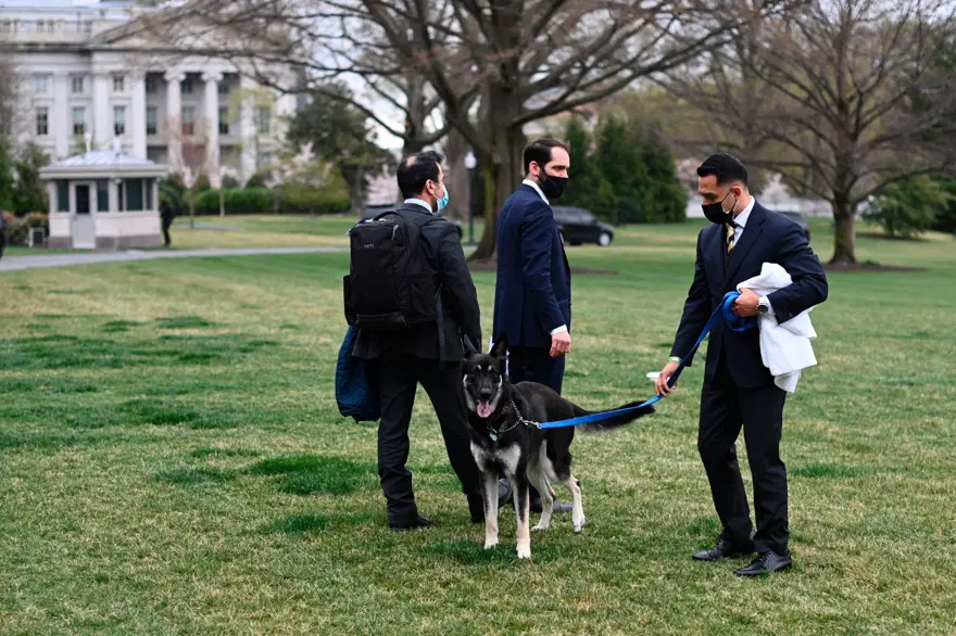 Beyaz Saray çalışanlarını ısıran Major Biden özel eğitim alacak 2