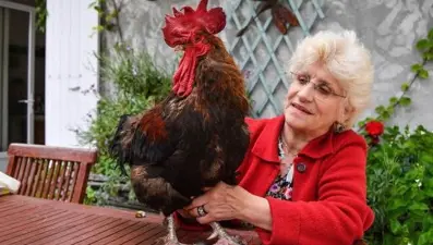 Fransa'da dava edilen horoz ilk duruşmasına çıktı (Kampanya başlatıldı)