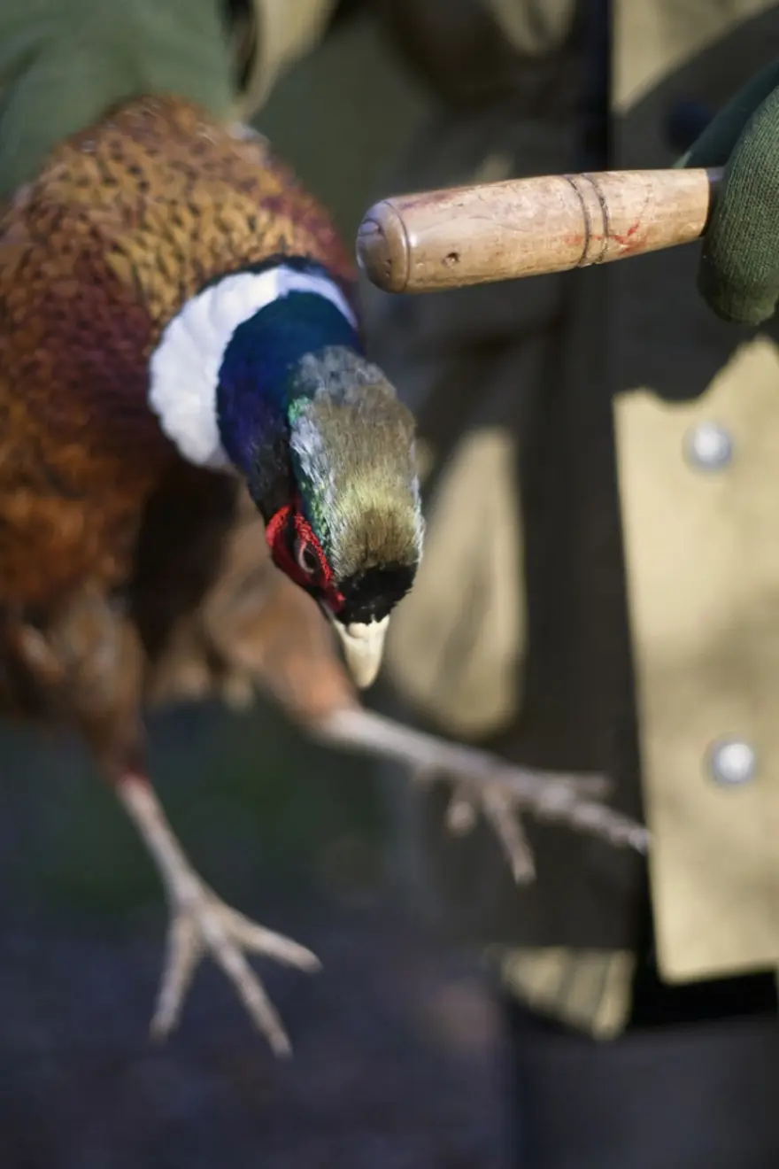 Vahşi yaşamdan çarpıcı kareler 34