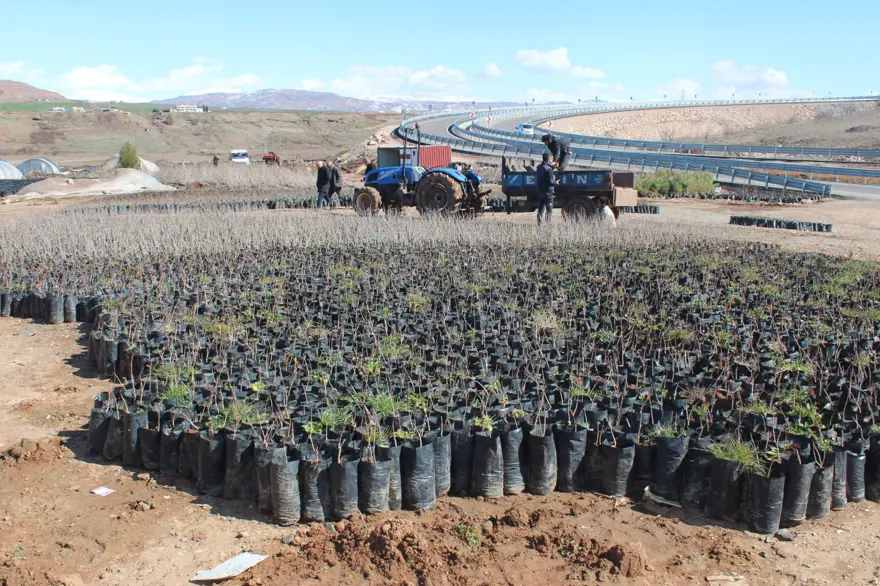 Siirt'te yetişip Avrupa'ya ihraç ediliyor: Yıllık üretimi 1 milyonu geçti, bölgenin kalkınmasını sağlıyor 4