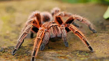 WhatsApp'tan tarantula satışı: Cezası cep yakıyor