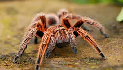WhatsApp'tan tarantula satışı: Cezası cep yakıyor