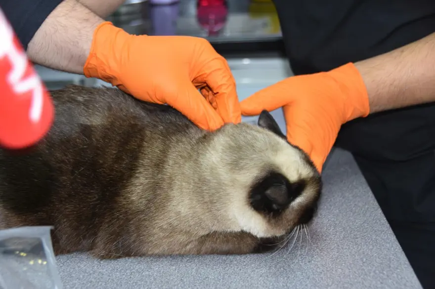 14. SORU: Bulunan ev hayvanı, sahibine nasıl ulaştırılacak? 13 14. SORU: Bulunan ev hayvanı, sahibine nasıl ulaştırılacak? 13