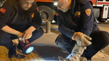 Ağaçta üç gündür mahsur kalan kediyi itfaiye kurtardı