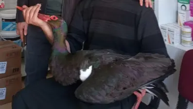Nadir görülen kara leylek yaralı halde bulundu