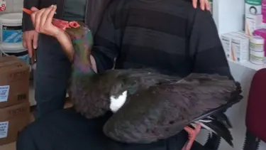 Nadir görülen kara leylek yaralı halde bulundu