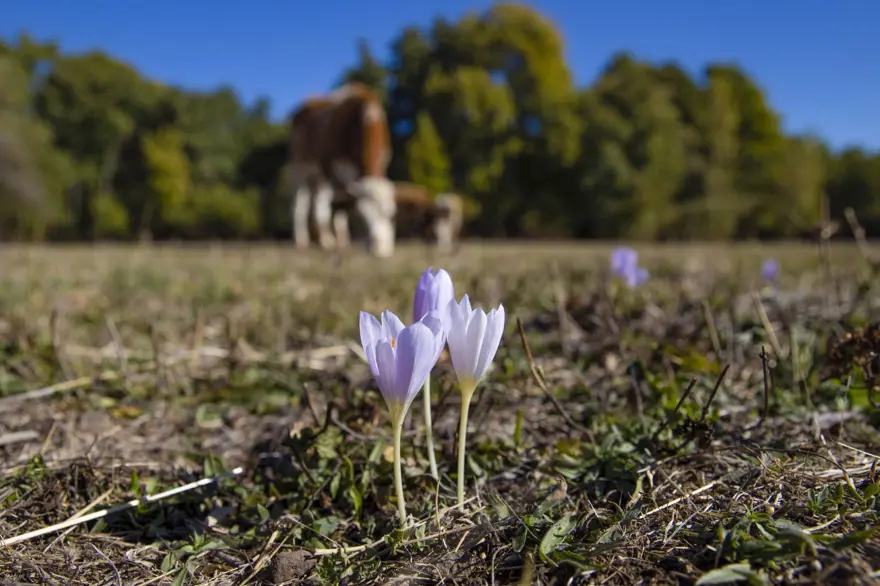 Kışın habercisi: El değmemiş doğada çiçek açtı 
