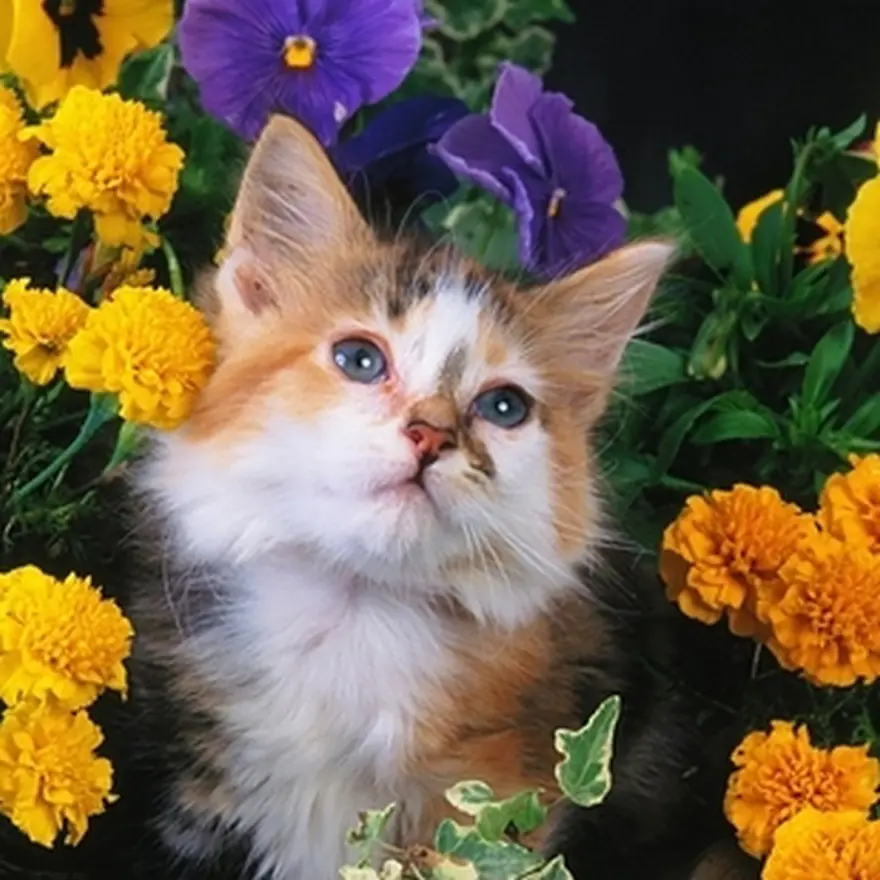 Poz verme sanatı 15