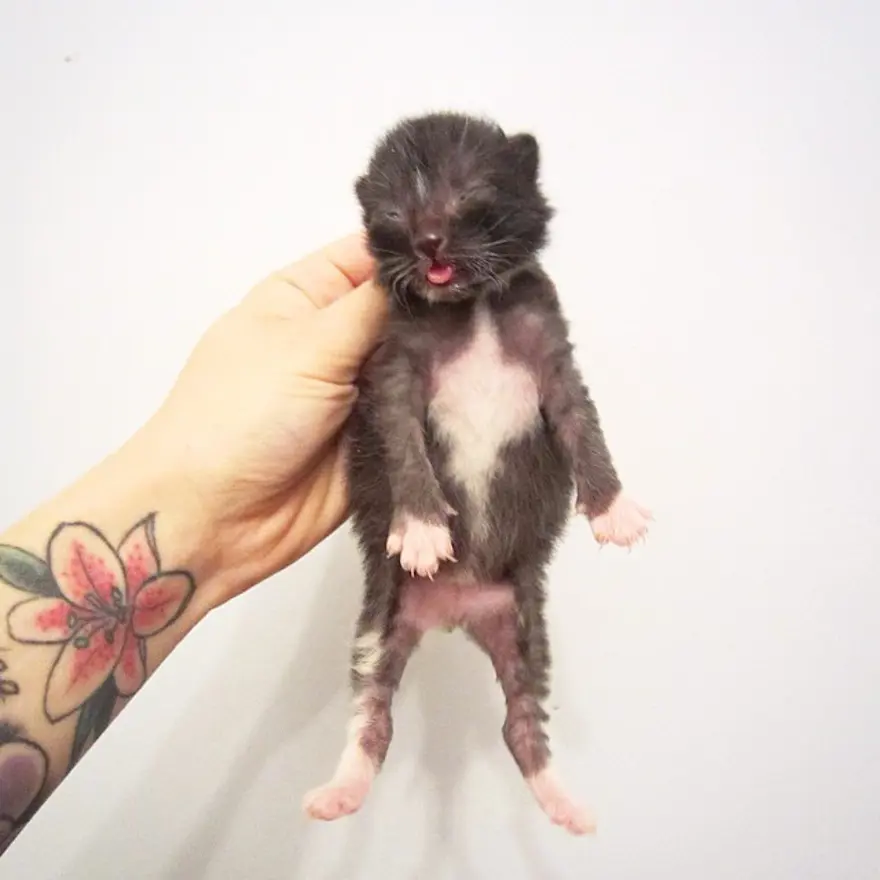 Hayatını kedileri kurtarmaya adadı 151