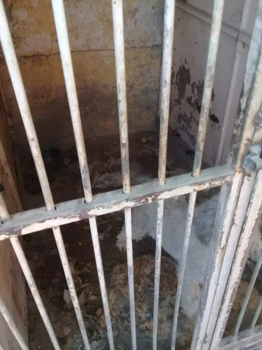 Uygunsuz koşullarda köpek besleyen veterinere 34 bin lira ceza 4