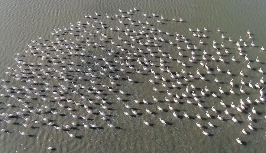 Flamingoların muhteşem kış dansı 15