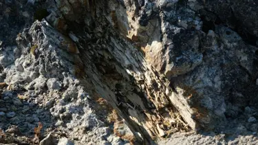 25 milyon yıllık fosil ağaç ormanı yok olmanın eşiğinde