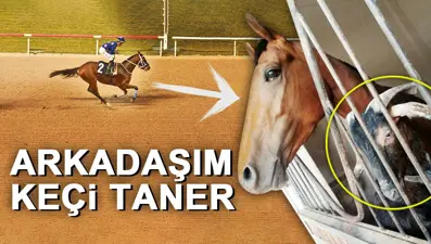 Hasfırtına'nın sırrı: Ahırdaki yoldaşı (Bir safkanın değişen kaderi)