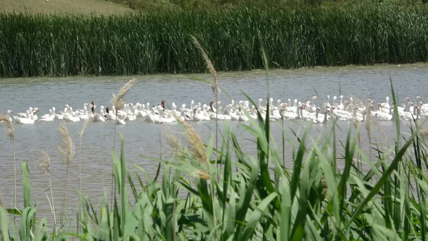 Fransa'dan getirdiği yumurtalarla çiftlik kurdu (Talebe yetişemiyor) 10