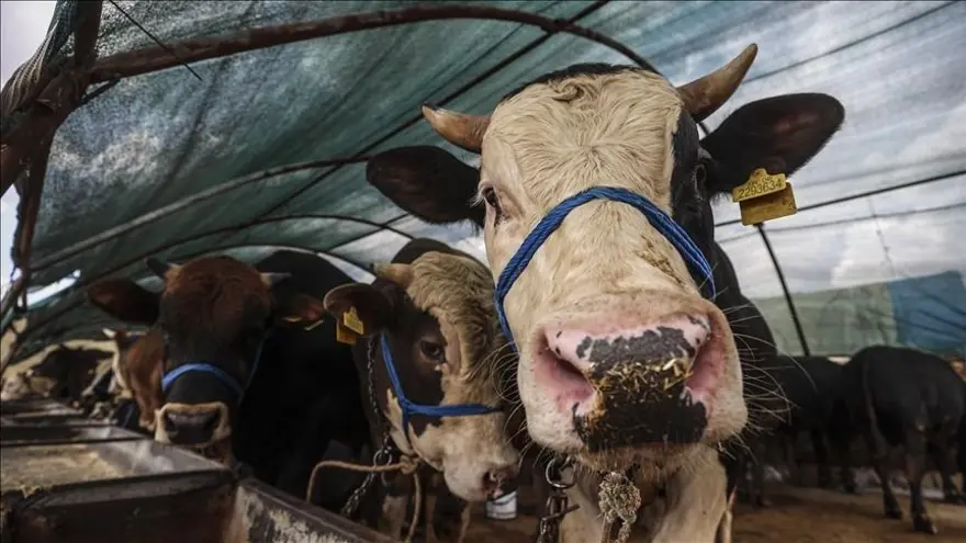 7 - Kurbanın eti, derisi ve bağırsakları gibi kısımlarının kurban sahibi tarafından satılması caiz midir? 7