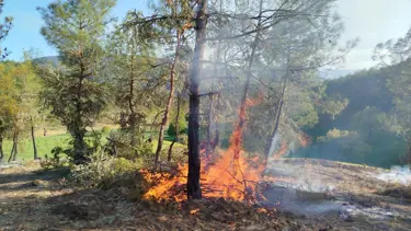 Sinop'ta orman yangını: 5 hektarlık alan zarar gördü