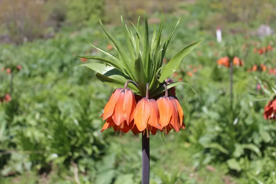 Hakkari'de 'ağlayan gelinler' ziyaretçi akınına uğruyor 10