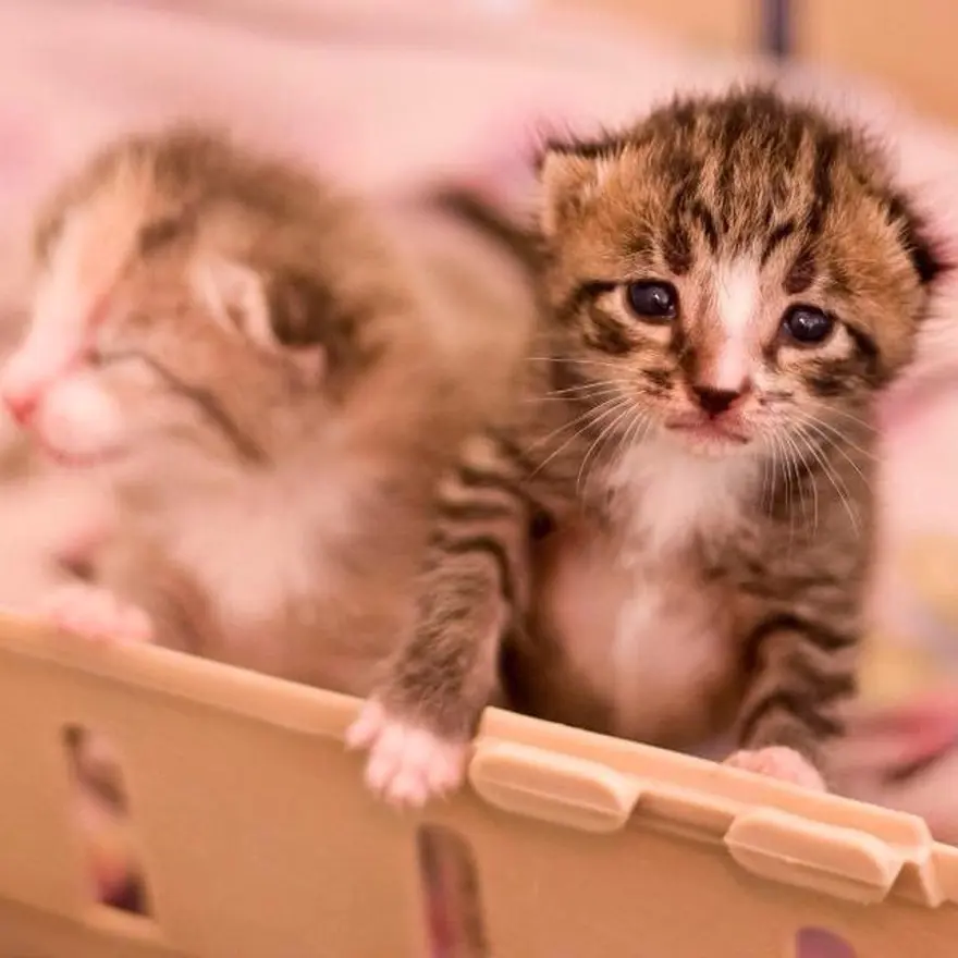 Hayatını kedileri kurtarmaya adadı 133