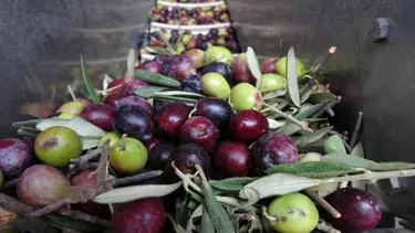 Zeytin üretiminde tüm zamanların rekoru kırıldı
