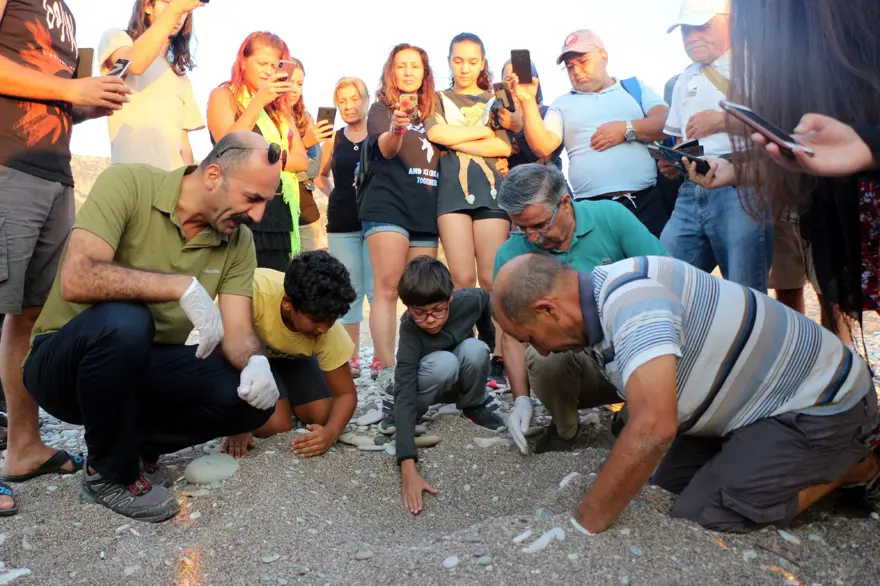 caretta caretta, carettaların denize yolculuğu, caretta mevsimi, yavru caretta 1