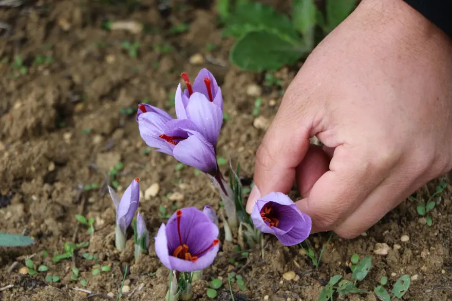 Safran çiçeğinde hasat başladı: Kilosu 100 bin TL 