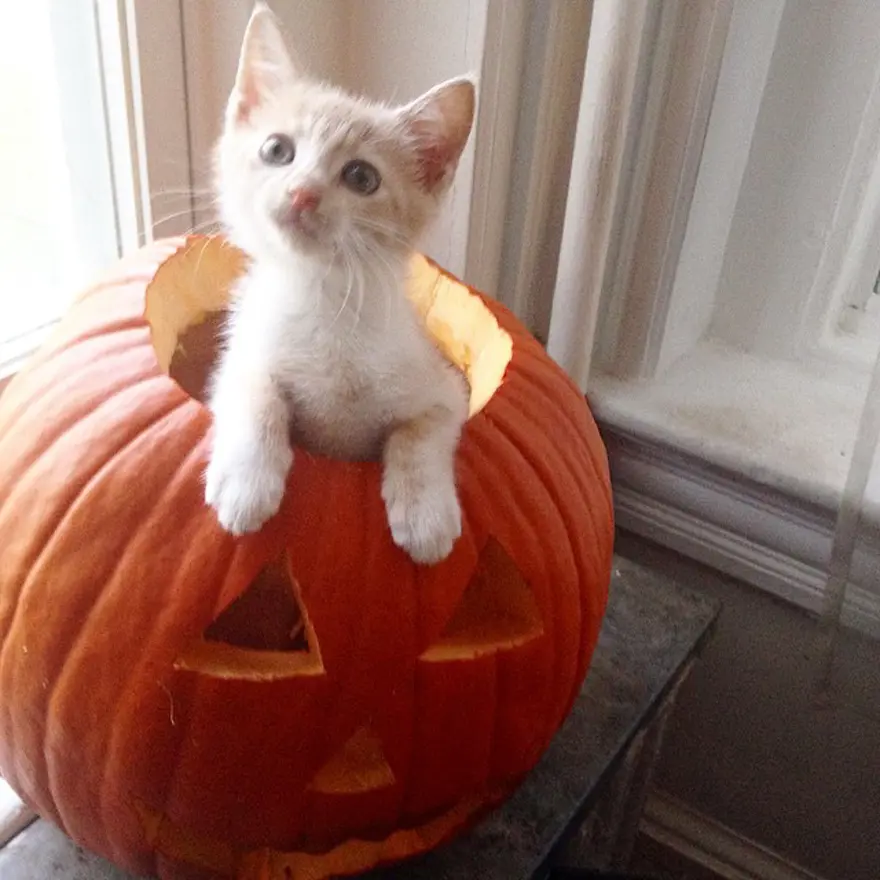 Hayatını kedileri kurtarmaya adadı 54