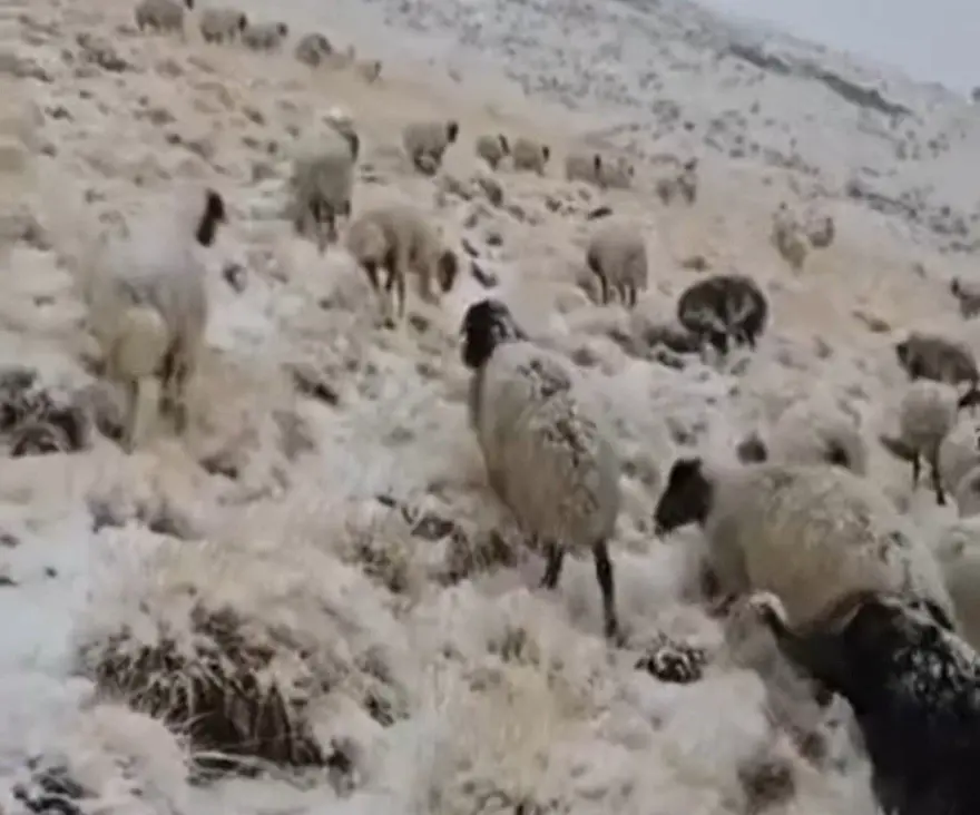 Türkiye'nin en yüksek yerleşim yerlerinden biri: Mevsimin ilk karı düştü 3
