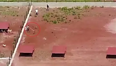 Şiddet kameralarda: Barınaktaki köpekleri kürekle dövdü!