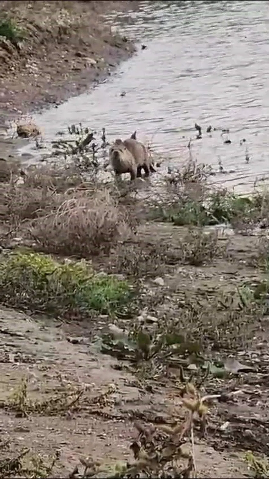 Siirt'te su samuru görüntülendi 1 Siirt'te su samuru görüntülendi 1