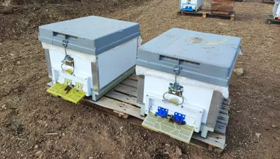 İnsan ayağı değmeyen yerde üretiyor: Kilosu bin lira