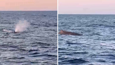 Burası Antalya... "Denizde inanılmaz bir hareketlilik var" dedi, balina bir anda su püskürttü