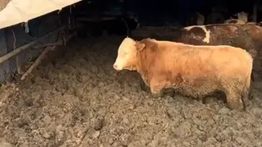 Hayvanları kilo alsınlar diye çamura sapladılar, cezayı yediler