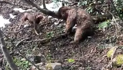 Yavru ayıyı işkenceyle öldüren kişi gözaltına alındı