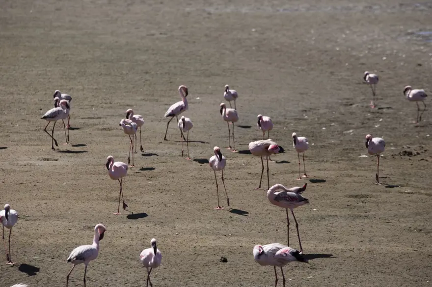 Afrika sahillerinde bir flamingo cenneti: Walvis Bay Lagünü 3