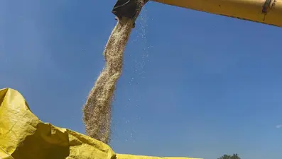 Halk arasında ''kabulca'' olarak da biliniyor: Ata tohumunda hasat başladı