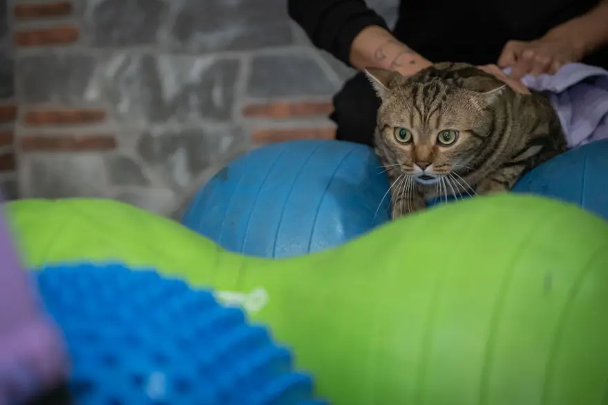 Obez kedi Simba: Pilates yaparak, havuzda yüzerek zayıflamaya çalışıyor 7