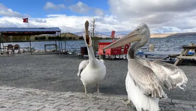 Ardahan'da balıkçı ailenin sahiplendiği iki pelikan göç etmedi