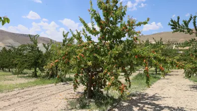 Sivas'ta 15 bin ton kayısı hasadı bekleniyor