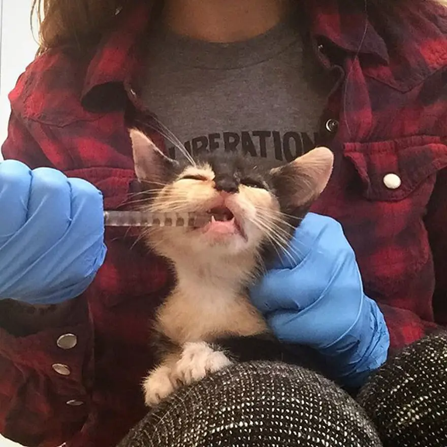 Hayatını kedileri kurtarmaya adadı 345