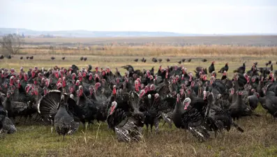 Hindi fiyatları iki kat arttı