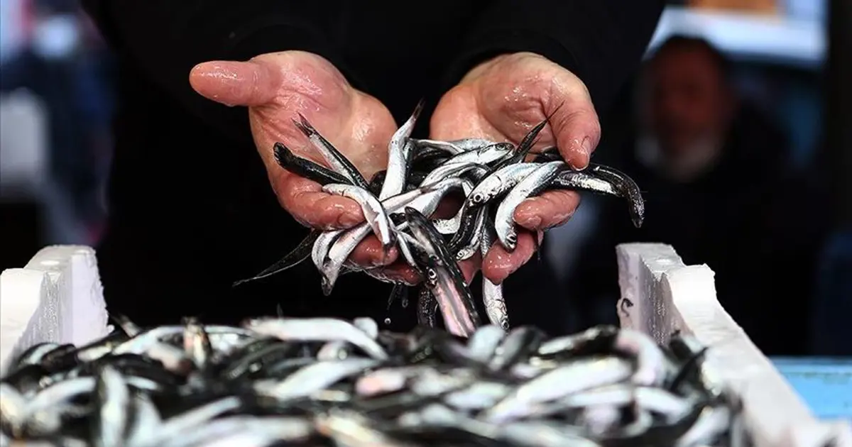 Kızıldeniz barbunu yerli barbunu kovdu. Yabancı balıklar denizleri ele geçiriyor