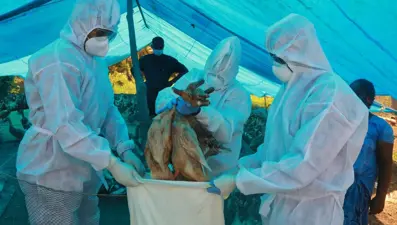 Almanya’da kuş gribi alarmı: 62 bin hindi ve ördek itlaf edilecek