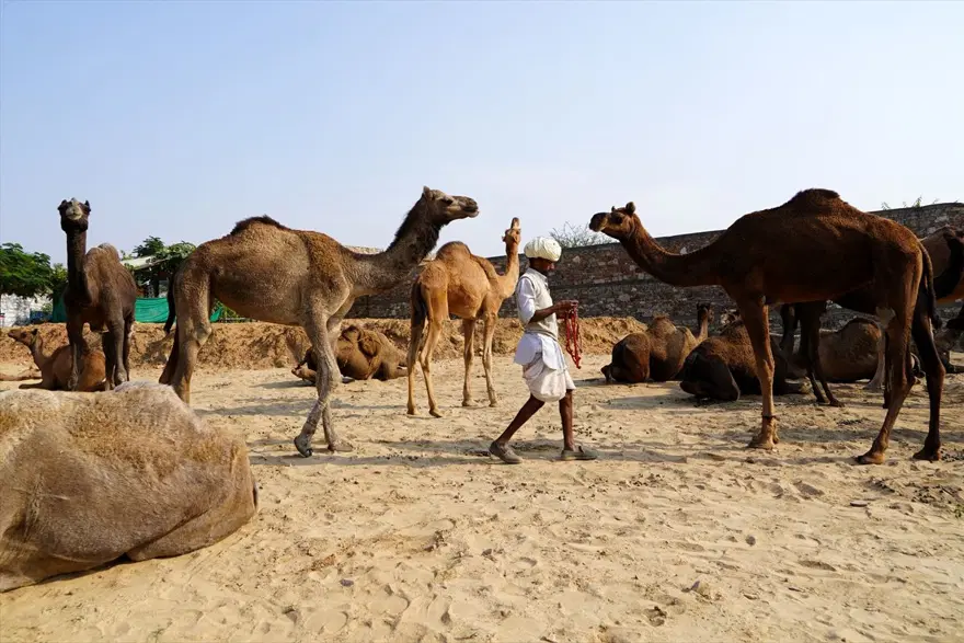 Hindistan'da Pushkar Deve Fuarı 11