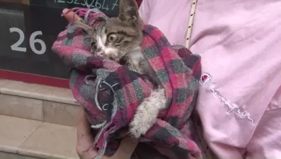 Kadıköy'de 22 kedi 3 köpek zehirlenerek öldürüldü