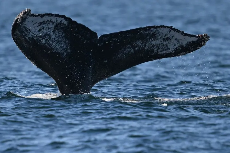 Kambur balinanın rekor kıran rotası: 13 bin kilometrelik yolculuk! 2