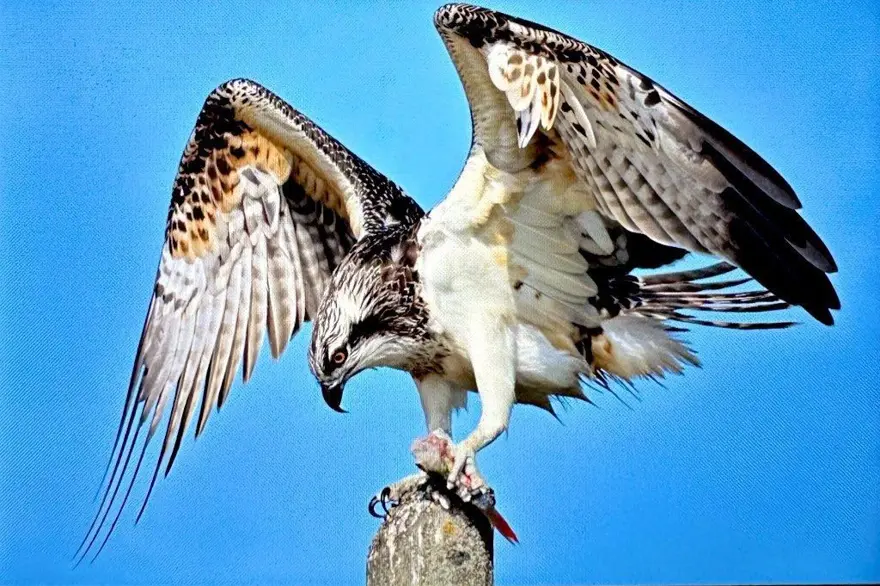 Türkiye’de nadir bulunuyordu: Bursa'da görüntülendi 3