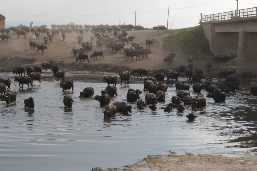 Afrika Serengeti Parkı değil Balıkesir Ovası 7