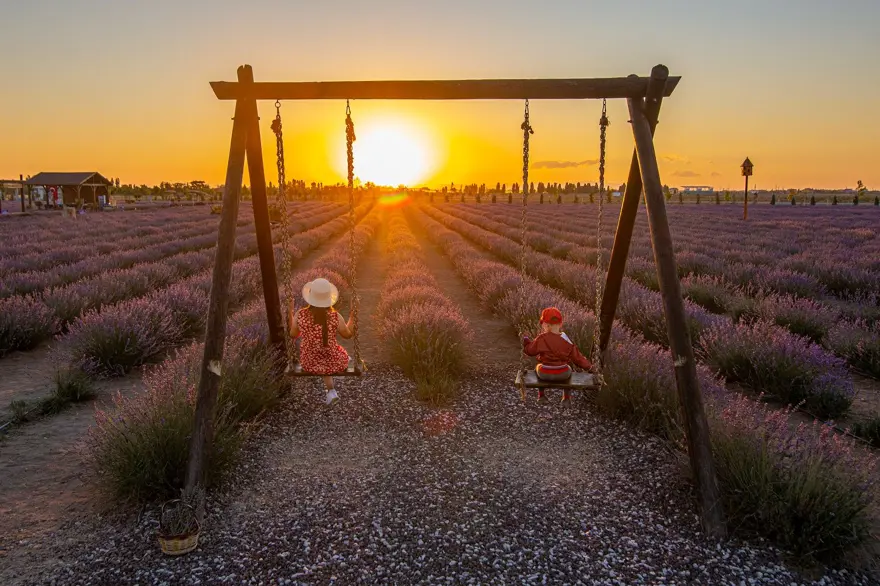 Moloz yığınları ile kaplı alan, lavanta bahçesine dönüştü 1